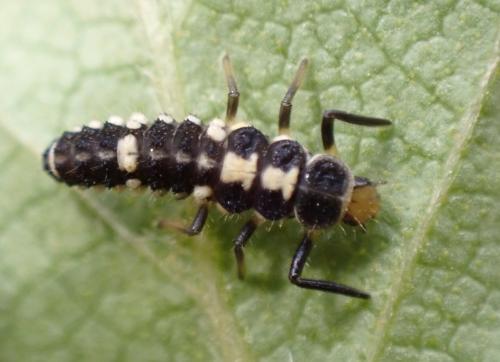 Propylea quatuordecimpunctata